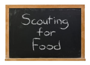 Scouting for food written in white chalk on a black chalkboard isolated on white